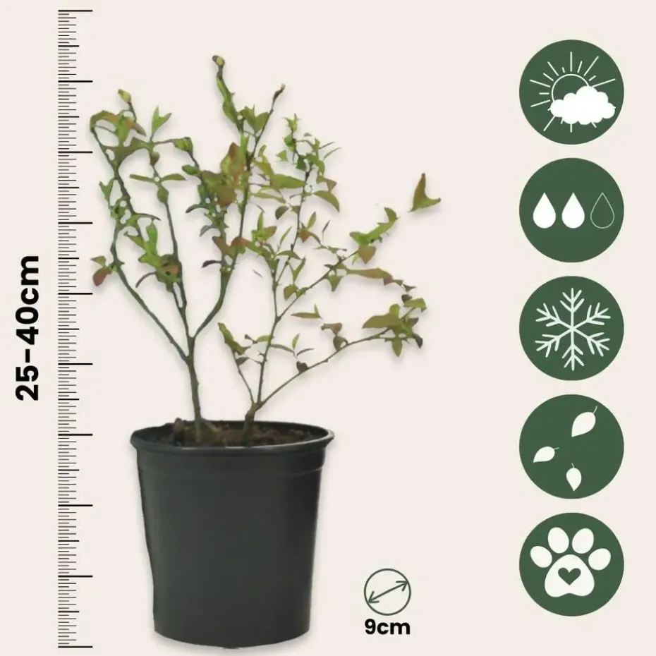 Blauwe bessen - Set van 3 - Vaccinium 'Sunshine Blue' - Hoogte 25-40cm - ⌀9cm