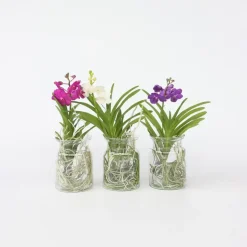 Blauwe orchidee - Vanda 'Blue' - Hoogte 40-50cm - ⌀14cm