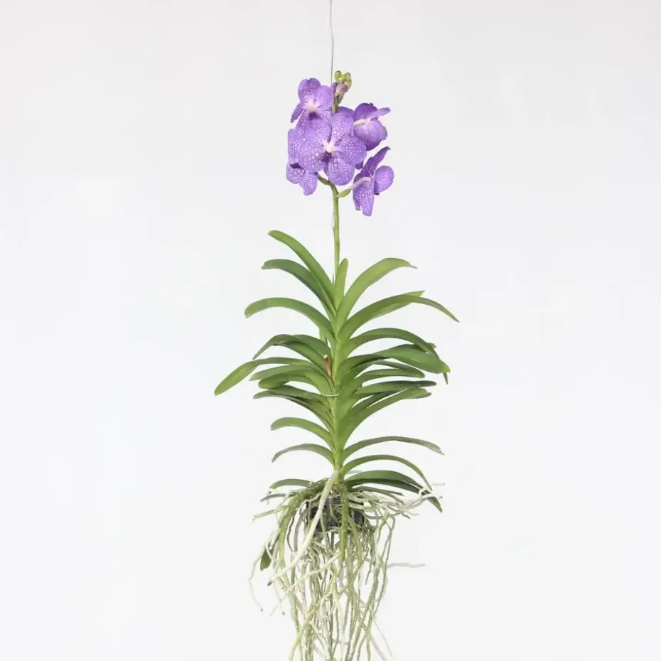Blauwe orchidee L - Vanda 'Blue' - Hoogte 55-65cm
