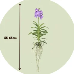 Blauwe orchidee L - Vanda 'Blue' - Hoogte 55-65cm