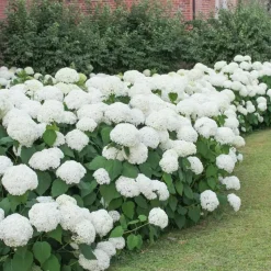 Bolhortensia - Set van 3 - Hydrangea macrophylla 'Wudu' - Hoogte 25-40cm - ⌀9cm