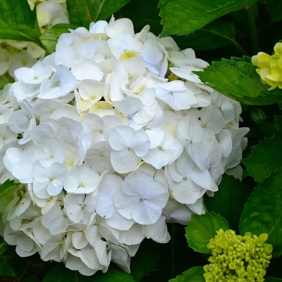 Bolhortensia - Set van 3 - Hydrangea macrophylla 'Wudu' - Hoogte 25-40cm - ⌀9cm
