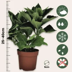 Bolhortensia - Set van 3 - Hydrangea macrophylla 'Wudu' - Hoogte 25-40cm - ⌀9cm