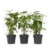 Bolhortensia - Set van 3 - Hydrangea 'Strong Annabelle' - Hoogte 30-40cm - ⌀19cm