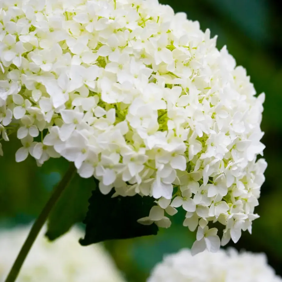 Bolhortensia - Set van 3 - Hydrangea 'Strong Annabelle' - Hoogte 30-40cm - ⌀19cm