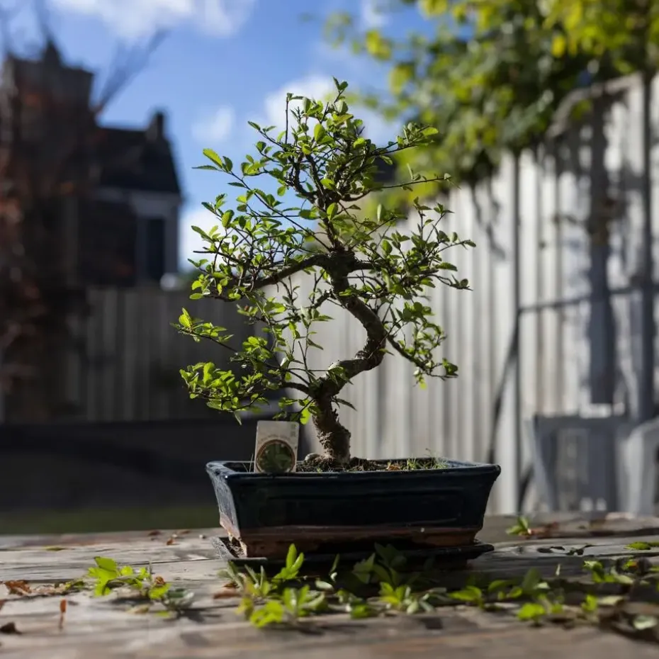 Bonsai - Carmona microphylla - Hoogte 25-30cm - ⌀20cm