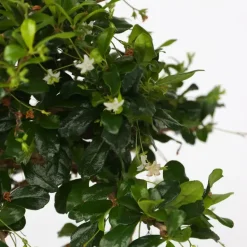 Bonsai - Carmona microphylla - Hoogte 25-30cm - ⌀20cm