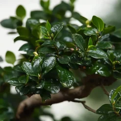 Bonsai - Carmona microphylla - Hoogte 25-30cm - ⌀20cm