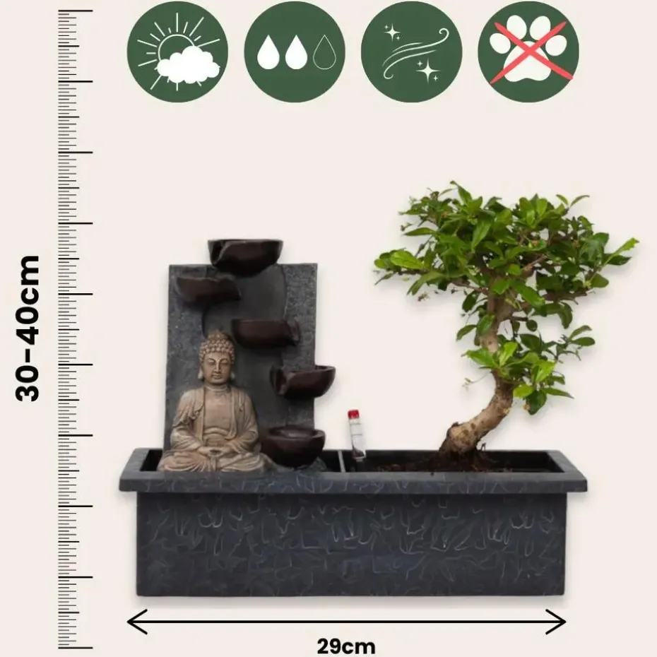 Bonsai met Buddha - Set van 2 - Bonsai - Hoogte 25-35cm - ⌀29cm