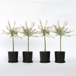 Bonte dwergwilg - Set van 4 - Salix integra 'Flamingo' - Hoogte 60-80cm - ⌀17cm