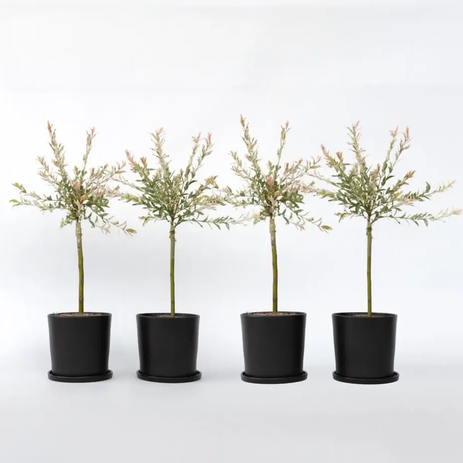 Bonte dwergwilg - Set van 4 - Salix integra 'Flamingo' - Hoogte 60-80cm - ⌀17cm