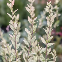 Bonte dwergwilg - Set van 4 - Salix integra 'Flamingo' - Hoogte 60-80cm - ⌀17cm