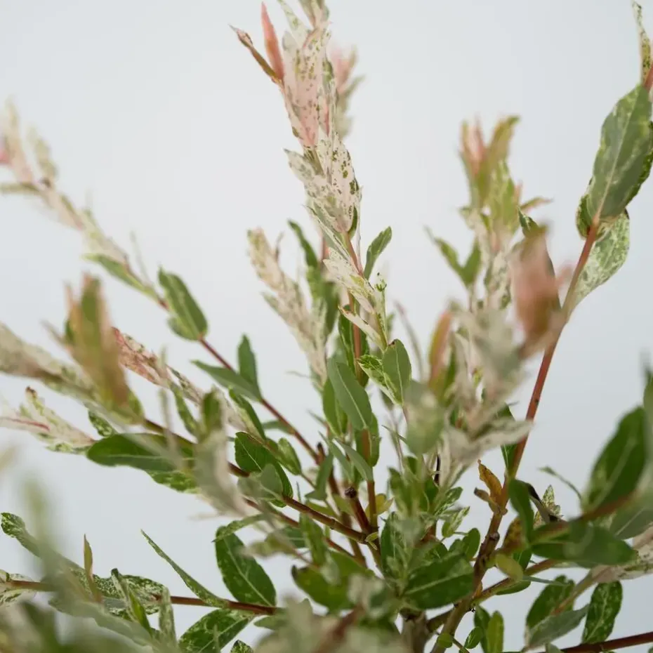 Bonte dwergwilg - Set van 4 - Salix integra 'Flamingo' - Hoogte 60-80cm - ⌀17cm