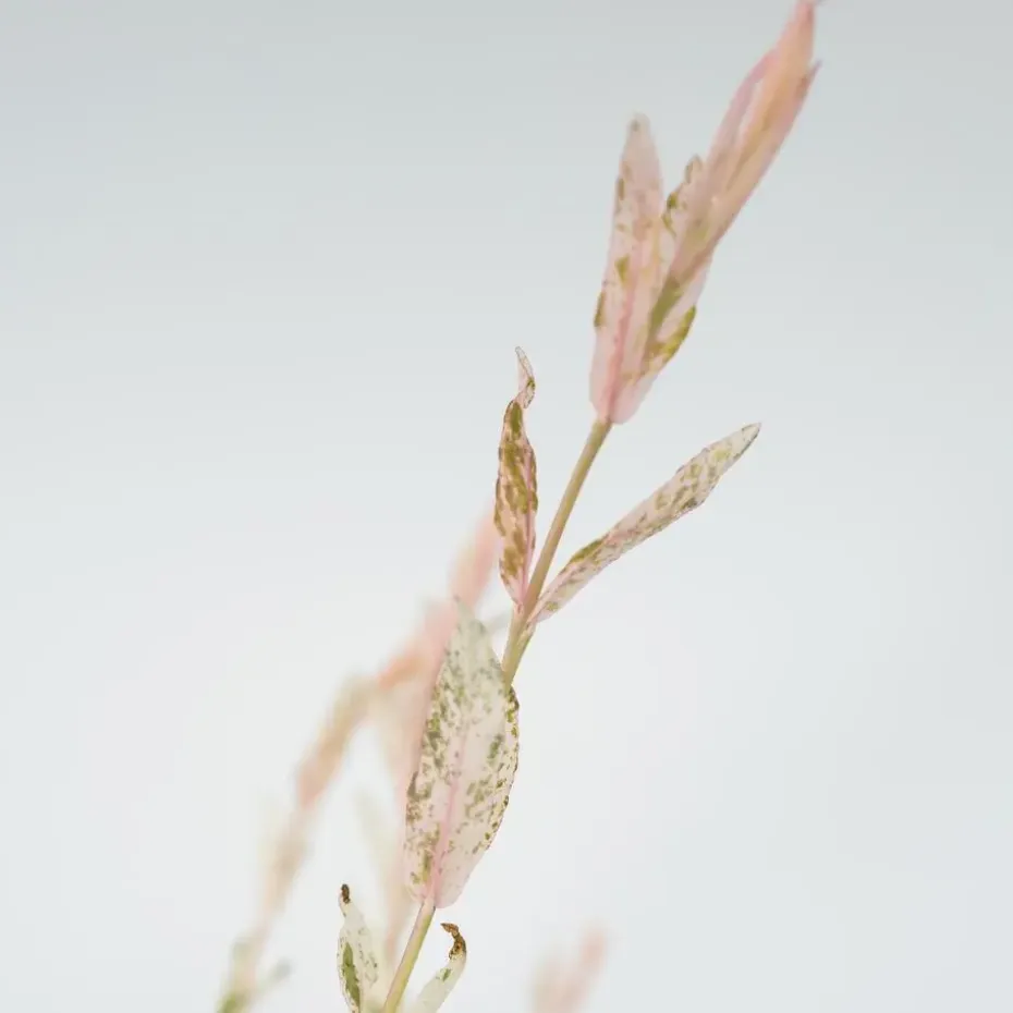 Bonte dwergwilg - Set van 4 - Salix integra 'Flamingo' - Hoogte 60-80cm - ⌀17cm