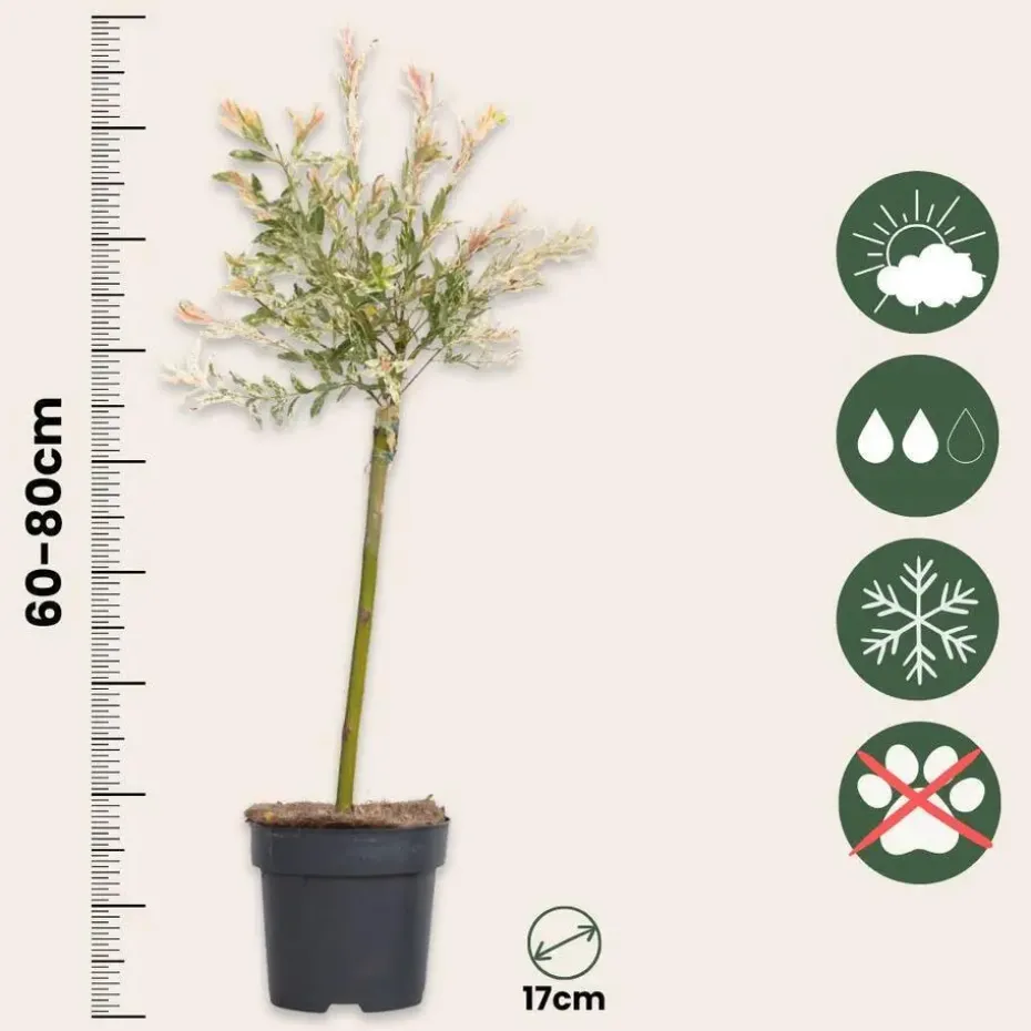 Bonte dwergwilg - Set van 2 - Salix integra 'Flamingo' - Hoogte 60-80cm - ⌀17cm
