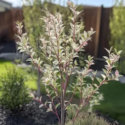 Bonte dwergwilg - Set van 2 - Salix integra 'Flamingo' - Hoogte 60-80cm - ⌀17cm