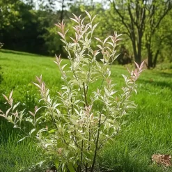 Bonte dwergwilg - Set van 2 - Salix integra 'Flamingo' - Hoogte 60-80cm - ⌀17cm