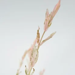 Bonte dwergwilg - Set van 2 - Salix integra 'Flamingo' - Hoogte 60-80cm - ⌀17cm