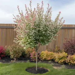 Bonte Wilg - Salix integra ´Flamingo' - Hoogte 60-80cm - Pot 17cm