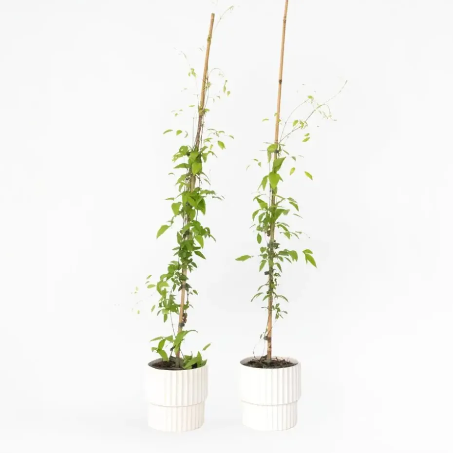 Bosrank - 2 stuks - Clematis 'Hagley Hybrid' - Hoogte 100-120cm - ⌀17cm
