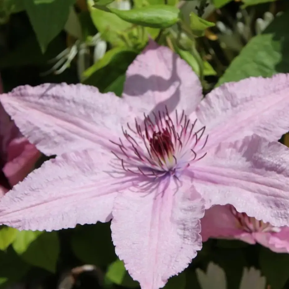 Bosrank - 2 stuks - Clematis 'Hagley Hybrid' - Hoogte 100-120cm - ⌀17cm