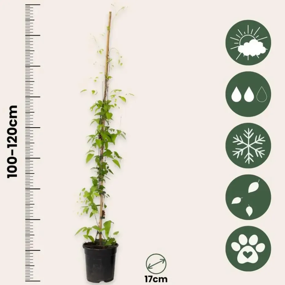 Bosrank - 2 stuks - Clematis 'Hagley Hybrid' - Hoogte 100-120cm - ⌀17cm