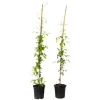 Bosrank - 2 stuks - Clematis 'The President' - Hoogte 100-120cm - ⌀17cm