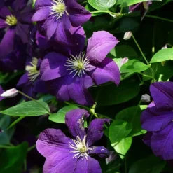 Bosrank - 2 stuks - Clematis 'The President' - Hoogte 100-120cm - ⌀17cm