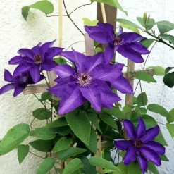 Bosrank - 2 stuks - Clematis 'The President' - Hoogte 100-120cm - ⌀17cm