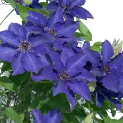 Bosrank - 2 stuks - Clematis 'The President' - Hoogte 100-120cm - ⌀17cm