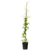 Bosrank - Clematis 'Hagley Hybrid' - Hoogte 100-120cm - ⌀17cm