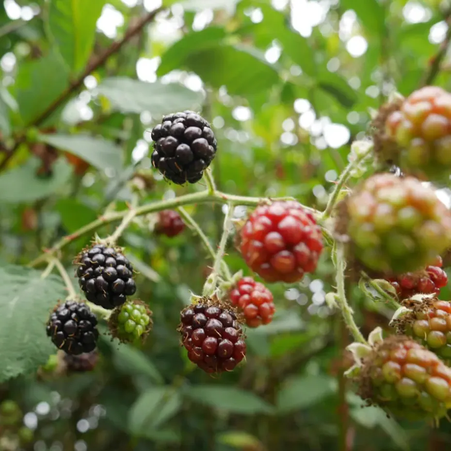 Bramenplant - Set van 2 - Rubus fruticosus 'Thornfree' - Hoogte 50-60cm - ⌀15cm