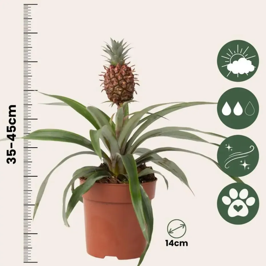 Bromelia - Ananas comosus 'Mi Amigo' - Hoogte 35-45cm - ⌀12cm