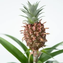 Bromelia - Ananas comosus 'Mi Amigo' - Hoogte 35-45cm - ⌀12cm