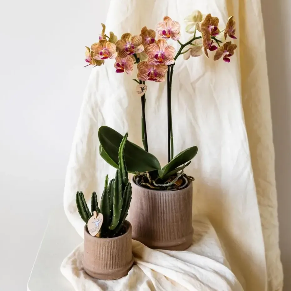 Cadeauset orchidee 'Cocktail S' - Phalaenopsis - Hoogte 30cm