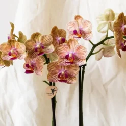 Cadeauset orchidee 'Cocktail S' - Phalaenopsis - Hoogte 30cm