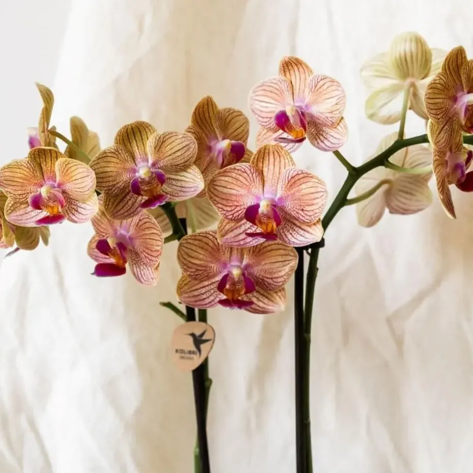 Cadeauset orchidee 'Cocktail S' - Phalaenopsis - Hoogte 30cm