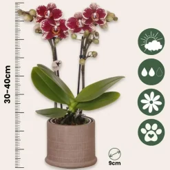 Cadeauset orchidee 'Cocktail S' - Phalaenopsis - Hoogte 30cm