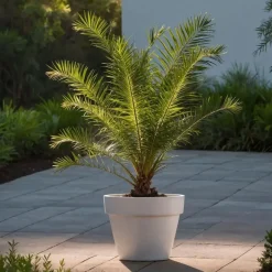 Canarische Dadelpalm - Phoenix canariensis - Hoogte 50-60cm - ⌀15cm