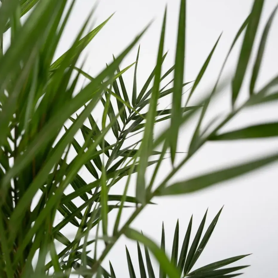 Canarische Dadelpalm - Phoenix canariensis - Hoogte 50-60cm - ⌀15cm