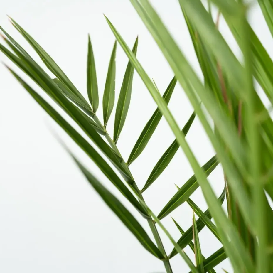 Canarische Dadelpalm - Phoenix canariensis - Hoogte 50-60cm - ⌀15cm