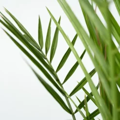 Canarische Dadelpalm - Phoenix canariensis - Hoogte 50-60cm - ⌀15cm