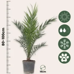 Canarische Dadelpalm - Phoenix canariensis - Hoogte 80-100cm - ⌀19cm