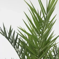 Canarische Dadelpalm - Phoenix canariensis - Hoogte 80-100cm - ⌀19cm