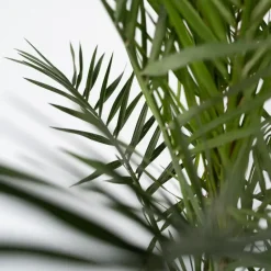 Canarische Dadelpalm - Set van 2 - Phoenix canariensis - Hoogte 80-100cm - ⌀19cm