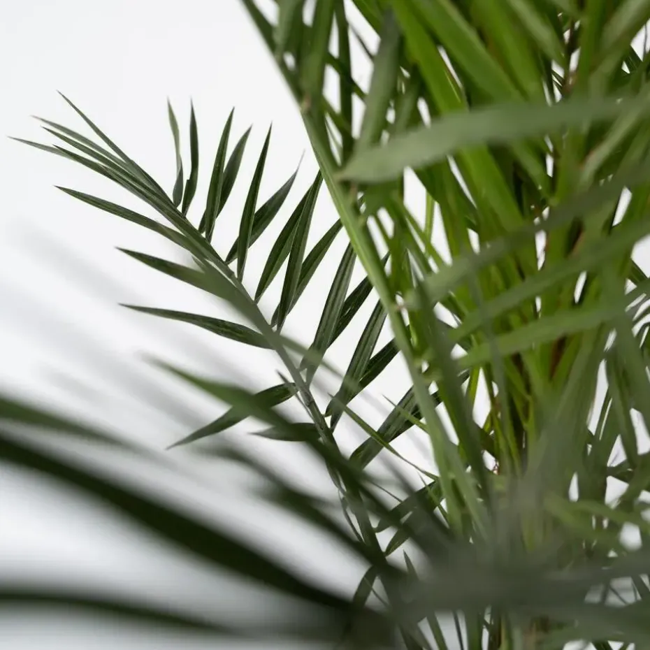 Canarische Dadelpalm - Set van 2 - Phoenix canariensis - Hoogte 80-100cm - ⌀19cm