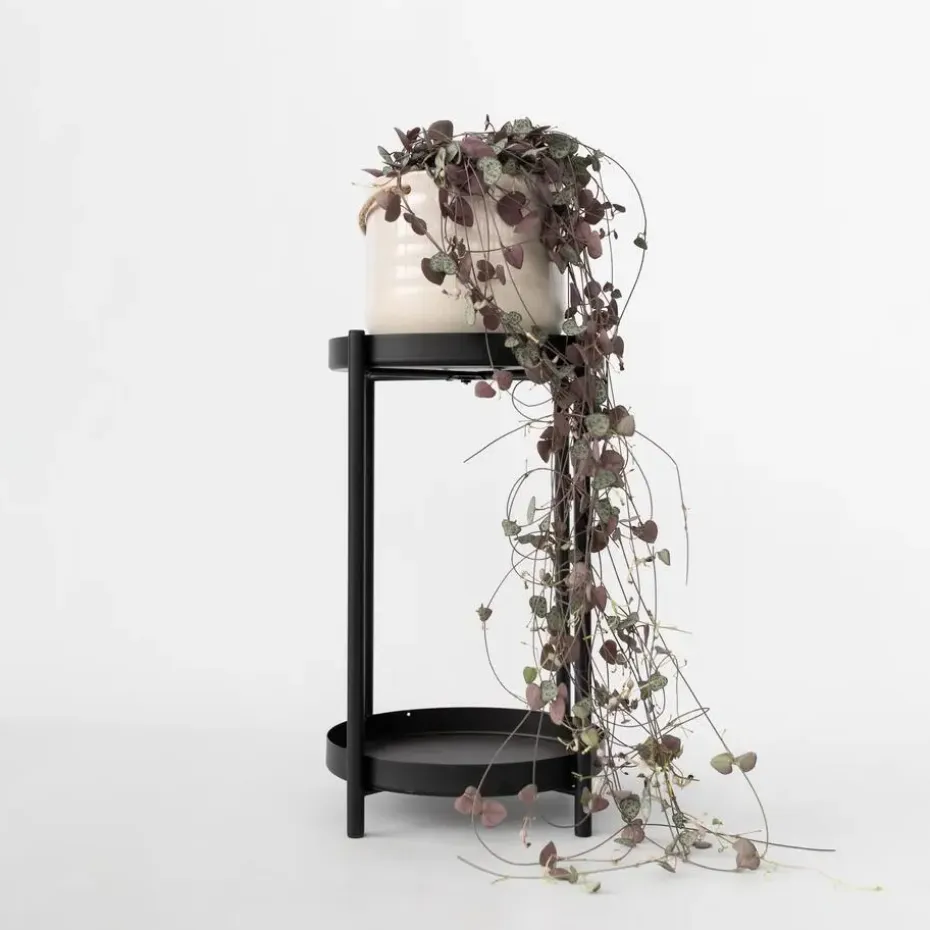 Chinees lantaarnplantje - Ceropegia linearis Woodii - Hoogte 20-30cm - ⌀14cm