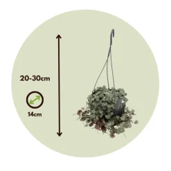 Chinees lantaarnplantje - Ceropegia linearis Woodii - Hoogte 20-30cm - ⌀14cm
