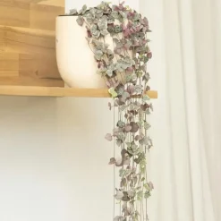 Chinees lantaarnplantje - Ceropegia linearis Woodii - Hoogte 20-30cm - ⌀14cm