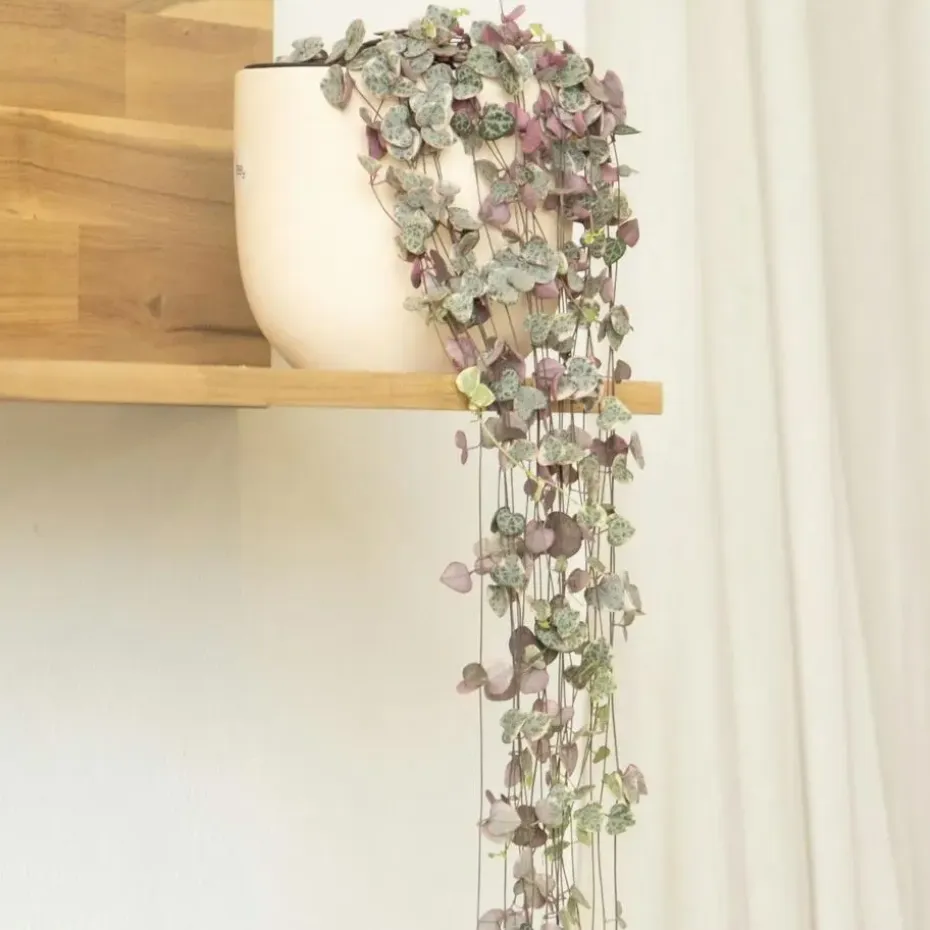 Chinees lantaarnplantje - Ceropegia linearis Woodii - Hoogte 20-30cm - ⌀14cm